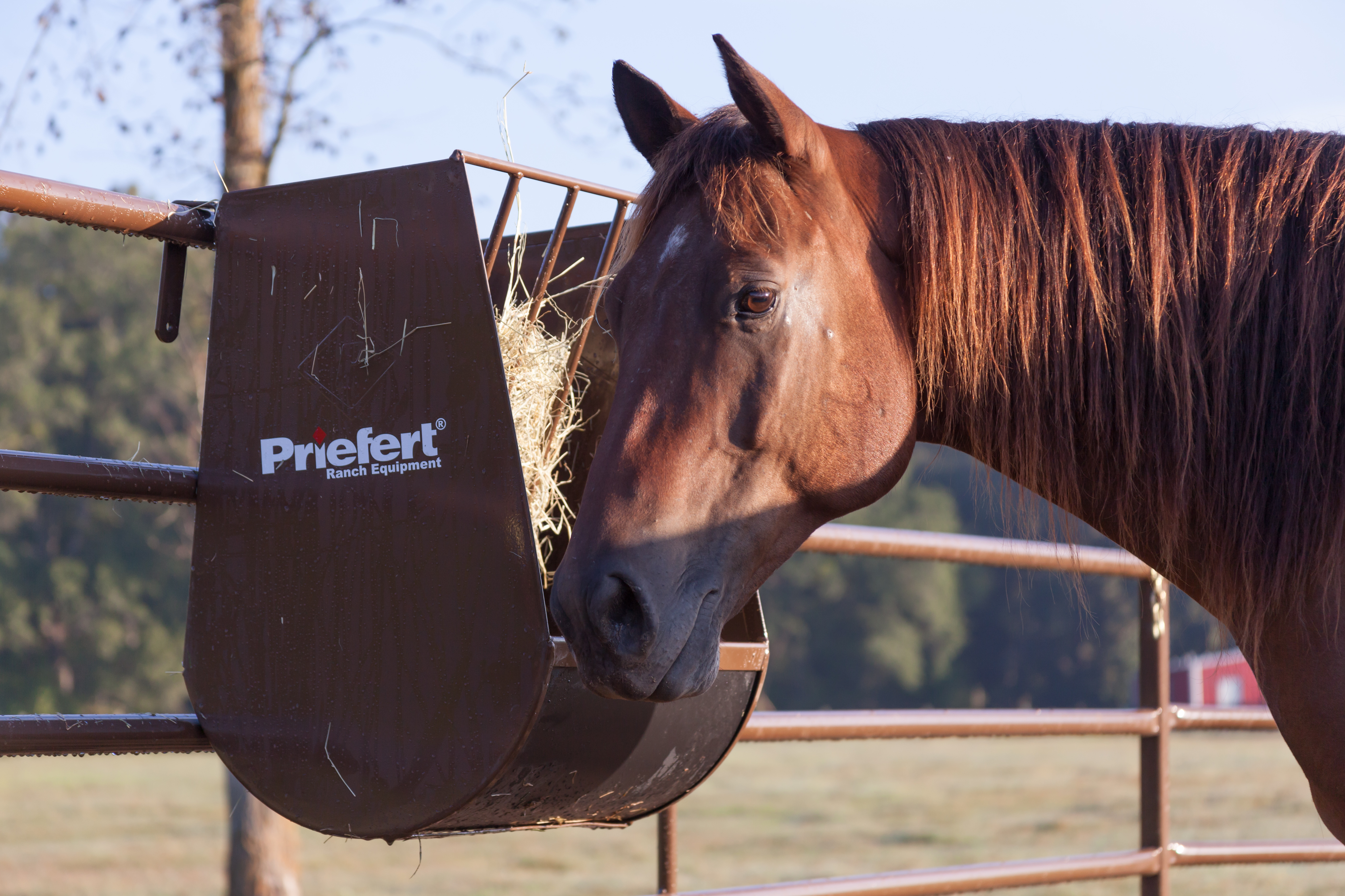 Horse Guy Mclean HGF05.jpg